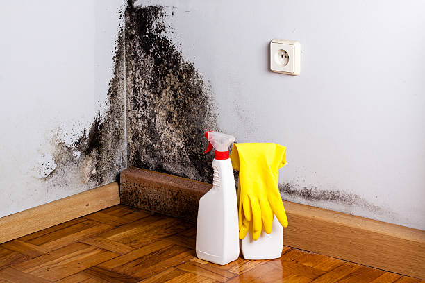 Best Mold Damage Restoration  in Brownsville, OR